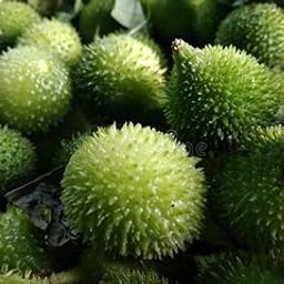 Kantola plant seeds,100% germination (9 seeds)-image-32