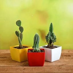 Mphmi Perennial NCR Plants Top 3 Cactus Plants Pack Acanthocereus tetragonus Echinopsis species - Cactus Plant Bunny Ear Cactus-image-83