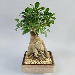 Ficus Bonsai tree Pack of 1-image-37