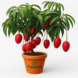 Rukonza Miyazaki Grafted Mango Plant Original Japanese Tree, Height 3-4 feet, Combo Pack of 2 Live Plant-image-57