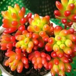 Hillmart Colourful Jelly Bean Succulent Plant With Small Pot For Desktop & Gift.-image-38