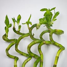 Ratanshis Ratanshi Agro-Hortitech Polypropylene Ratanshi Agro Hortitech Lucky Bamboo 30 Cm Spiral Sticks,Indoor/Outdoor - Live Plant - Set Of 5-image-16