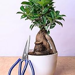 Pot's & Plant's 4-Year-Old Grafted Ficus Bonsai Live Plant for Home & Office Décor | Air Purifying Feng Shui Plant in Multicolor Pot with Professional Scissor for Pruning & Care-image-94