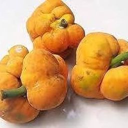SANJU Badhal/Artocarpus Lacucha/Monkey Jack Fruit & Fruit Plant For Home Gardens-image-9