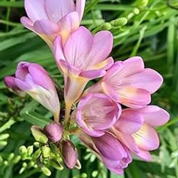 Radha Krishna Agriculture® Imported Holland Vearty Freesia Bulbs for Home and Gardening Pack of 5 bulbs (PINK)-image-78