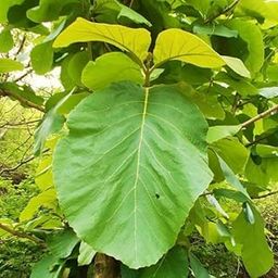 Market man,Take wood live plant. Sagowa/Treated Teak plant, healthy live plant(pack of 1).-image-5