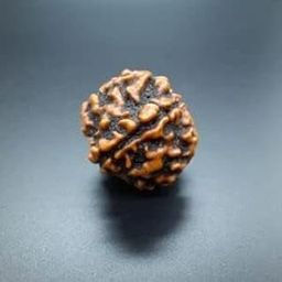 ASTRO CARE INDIA 1 One Mukhi Ek Face Rudraksha GOL Dana Beads Fine & Premium GOL Dana Rudraksha Beads Silver Caps & Red Thread एक मुखी रुद्राक्ष,.-image-85