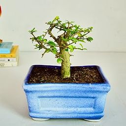 Abana Homes® Bonsai Plant for Home Indoor - Tree Shape Carmona Flowering Indoor Bonsai Plants-41