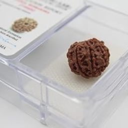 Dharmsaar 7 Mukhi Rudraksha Original Nepali, Brown Round Shape Natural Rudraksha Bead with Identification Report, 7 Face Rudraksha Lab Certified-picture-55