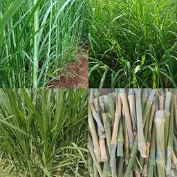 4g bullet super napier grass stick pack of 50 Sticks-image-39