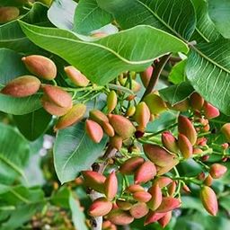 Pista plant live tree grafted (Pack of 1 Live plant)-image-60