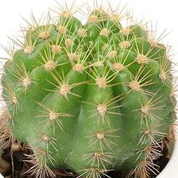 Ball Cactus Plant | Indoor & outdoor Plant | Plant For Home & Garden with Round Plastic white Pot | Suitable For Balcony, living room, windowsills decor | Live Plant With (4 Inch Pot)-32
