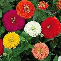 Growth Seeds Zinnia Flower Mix Seeds, 100 Seeds, Fragrant Flowering Plants Seeds for Home Gardening, Summer Flowering Seeds for Indoor Home Decor-15