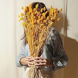Arte Casa Natural Dried Phalaris Grass Bouquet Golden Yellow Decorative Dried Flowers for Home Decor Set of 30 Stems-17
