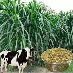 Bajra Napier Hybrid Multi Cut Grass Seeds, 1 kg Pack-image-12
