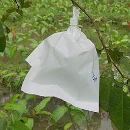 Generic Fruit Protection Bag for Guava, Pomegranate, Apple, Custard Apple and Other Fruits - 20x22cm (Pack of 100)-image-2