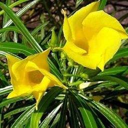 UGANIO PLANT Kaner - Nerium Oleander Yellow Live Plant with pot-picture-29