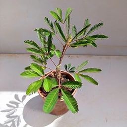 Sumit Greenery Chui-Mui Live Plant (Touch Me Not/Mimosa Pudica) – Medicinal Herb & Sensitive Flower Plant | Outdoor/Indoor Plant | Pack of 1 Healthy Live Plant-image-65