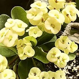 generic GreenCaart Live Yellow Euphorbia Milii Healthy Hybrid Live plant With Mini Pot Pack of 1-picture-27