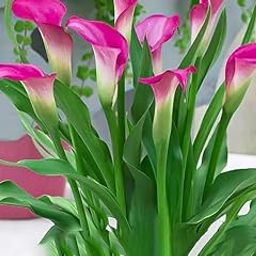 Bigreen Peace Lily Indoor Plant with Pot | Pink Spathiphyllum for Home & Office Décor | Air-Purifying Flowering Houseplant | Low-Maintenance Live Plant for Living Room & Workspace-image-33