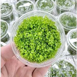 Moss and More - MONTE CARLO - Live Aquarium CARPET Plant-image-16