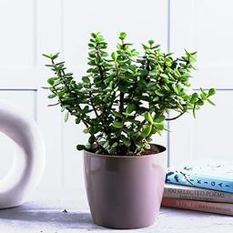 Plants Point Bhajanlal Greenery Lucky Plant Jade Plant Crassula Ovata, Friendship Tree, Indoor Green Live Table Plant-image-43