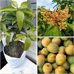 Cloud Farm Himsagar Mango, Aam Hybrid (Grafted) Plant, Very Sweet, Big Size "Special Malda Variety"(Fruit After 1 Year),CF_106-image-18