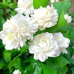 Gravendo Beautiful All Season Mogra Jasmine/Beli Flower Plant Tree || For Home garden Outdoor & Indoor-image-36