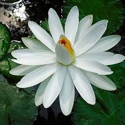 Creative Farmer Vella Ambal (Nymphaea Pubescens) White Water Lily Plants For Water Live Plant (Healthy Live Plant)-image-56