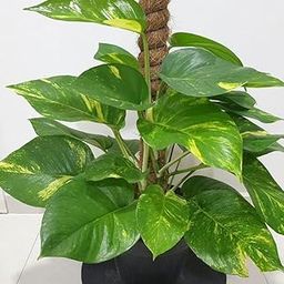 Greenursery Live Big Leaf Money Plant Indoor Plant For Living Room Balcony Home And Office Decoration Decor Live Plant with Beautiful Color Pots (Big Leaf Money Plant)-image-18