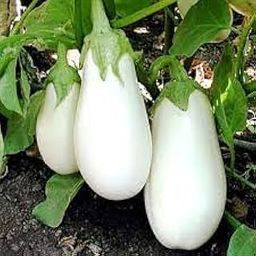 Green long brinjal nursery plant (Pack of 1)-image-70