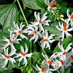 Bigreen Live Parijaat Harsingar Plants with Pots | Fragrant & Medicinal Night-Flowering Jasmine | Ornamental Blooming Tree for Home, Garden & Balcony | Herbal Plant (Pack of 2)-image-11