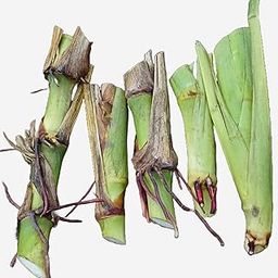 Natural Agrocare American Guatemala Fodder Grass Stick for Cultivated Livestock Animals (Pack of 5 Double Nodes Mature Grass Stick)-image-84