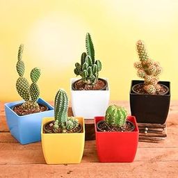 Mphmi Perennial NCR Plants Top 5 Desert Warrior Cacti Echinopsis species Acanthocereus tetragonus Notocactus roseoluteus Bunny Ear Cactus-image-59