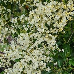 PlantyGO Manimulla Creeper Live Plant or Nagamulla/White Outdoor Flowering Plant/Flowering or Ornamental Live Plant/Beautiful White Flowering Creeper Plant |(MANIMULLA FLOWER PLANT)-71