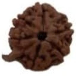 Six Mukhi Lab Certified Rudraksha Natural Ganesh Rudraksha 6 Faced (Brown) with Certificate and Puja Instructions-picture-27