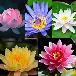 Ojas DIY Lotus Growing Kit, 5-in-1 with Mixed Lotus Seeds, Gardening Pot, Vermicompost, CocoPeat and Cowdung Manure-image-12