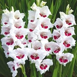 Mohomaya Beautiful Gardening Gladiolus plan WHITE 04 - |Gladiolus plan WHITE 04|-picture-17