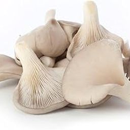 Fresh Mushroom Oyster, 1 Pack (200 gm Approx.)-image-2
