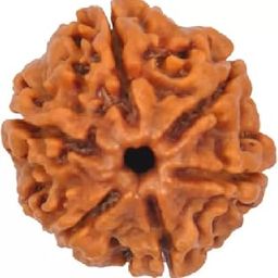 Six Mukhi Pure Rudraksha bead,Certified, /Original Six Mukhi Rudraksh bead/Natural Six faced Rudraksha bead (Brown) with Certificate and Puja Instructionsx10-picture-25