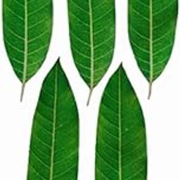 Aviva IMPEX Set of 5 Reusable Artificial Mango Leaves | Fabric Ambache Toran for Ganesh Chaturthi, Pooja, Festivals & Wedding Decoration | Eco-Friendly & Washable-image-93