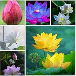 Aquatic plant Dwarf Mixed Bowl Lotus Nelumbo nucifera 20 Fresh Seeds Pack-image-30