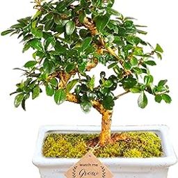 Bonsai Live Plant - 4 Years Old Carmona Flowering & Fragrance Bonsai Tree | Unique Bonsai Plants for Home Indoor | Ideal for Office, Living Room, Balcony, White Pot | Height: 30cm-image-8
