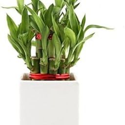 Futaba Lucky Bamboo Seeds - 50 seeds-image-43