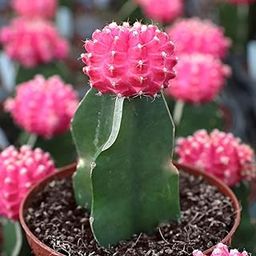 Air Purifier Indoor Growing Moon Cactus Succulent Seeds- 35 Seeds - Grow Year Round-picture-27