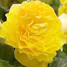 Radha Krishna Agriculture® Imporetd Begonia Tuberous Double Flowers Bulb for Your Garden - (Yellow, Pack of 1 flower Bulbs)-image-3