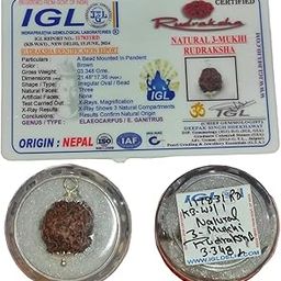3 Mukhi Rudraksha Original Certified with IGL/Three Face Rudraksh | for Men and Women | by Shree Rudraksham - in a Seal Pack Box-picture-15