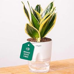Kyari Sansevieria Golden Hahnii Snake Live Indoor Plant With White Self Watering Pot - Small 4 Inch-image-94