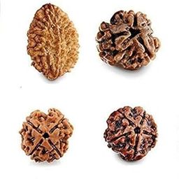 Urancia® Real 2 Mukhi 3 Mukhi 4 Mukhi and 5 Mukhi Rudraksha Bead Natural Rudraksha Bead-16