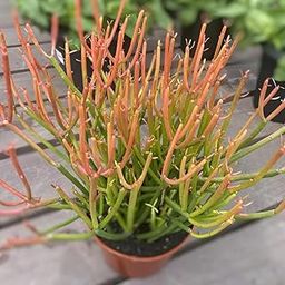 Gim Jack Galaxy Live Real Pencil Cactus Plant foliage ornamental Succulent Plant Red Pure Color Live Plant With Pot-15